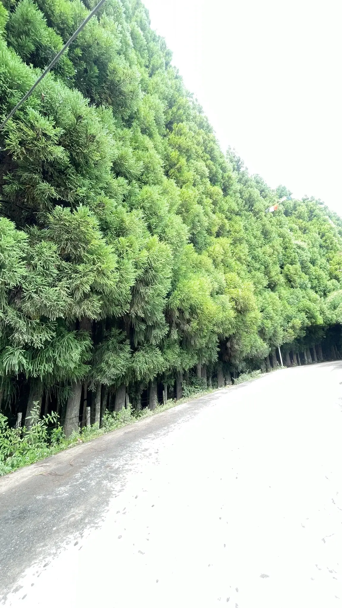 Pine forest road near Rikya Retreat Tawang